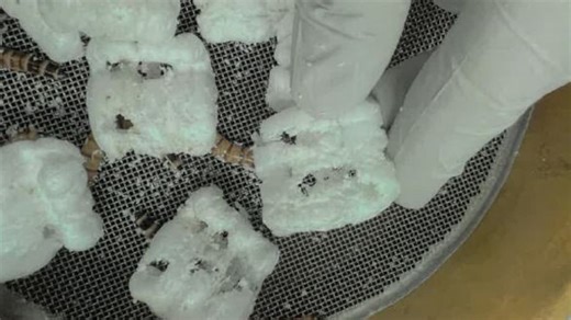 Can superworms solve our plastic problems?