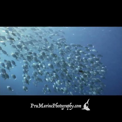 "Rudderfish" School - aka Sea Chubs