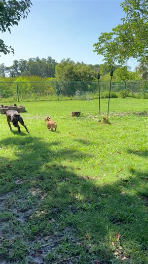 Chihuahua vs Boxer: A Fun Dog Comparison