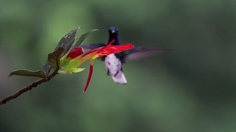 Kay Denise Dela Rosa Obituary March 17, 2026 - Stevens Funeral Home