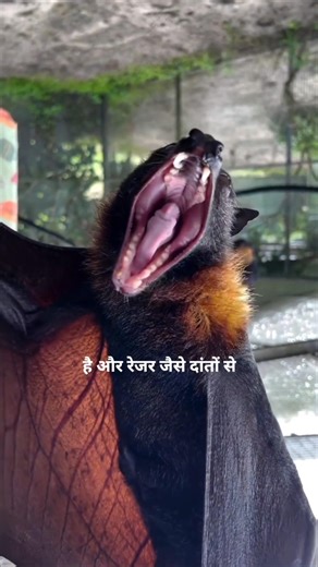 The Bat That Drinks Blood at Night 😱🦇 #facts #amazingfacts