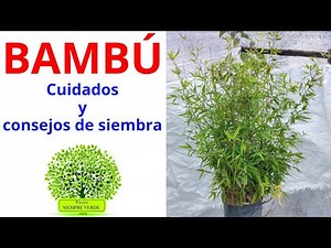 BAMBOO. Its care, characteristics, uses, and benefits