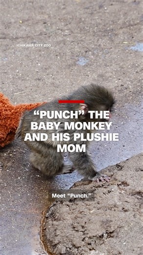 Abandoned at birth in Ichikawa City Zoo in Japan, this 6‑month‑old monkey found comfort in a stuffed orangutan - and won thousands of hearts online. | CNN