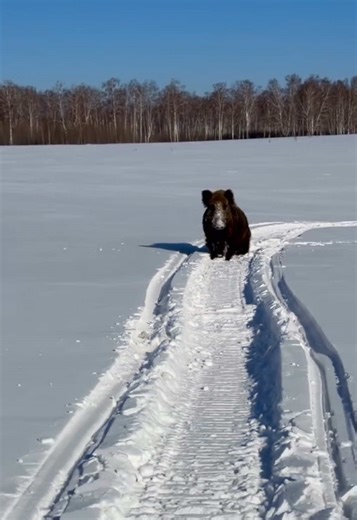 Understanding Boars: Nature's Powerful Wild Swine