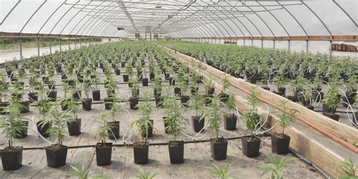 Kentucky hemp farmer makes $1.8 million gamble as federal deadline looms
