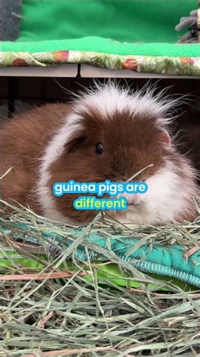 Guinea Pig Potty Training – You Won’t Believe This!