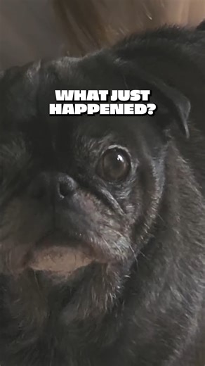 542K views · 21K reactions | What is happening?  | PewDiePie | Facebook