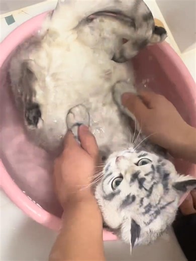 Cooperative Cat Bath Time: A Joyful Experience