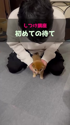 子犬のしつけ方完全ガイド｜柴犬と豆柴のトレーニング