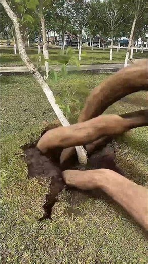 Run! The Hungry Plant Monsters Are Alive 😱🌿 #shorts #viral #horror