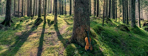 Secrets from a Forest - FAQs - Bell Museum