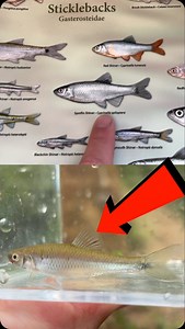 Spotfin Shiner - Lifer 91 | Tiefsa