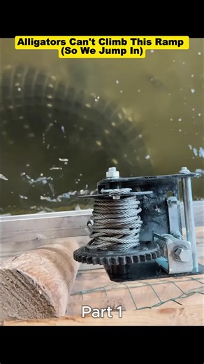 Alligators Can't Climb This Ramp (So We Jump In) #animals #reptiles #alligator