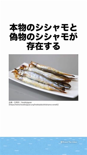 くろまる@雑学nextThevideo 【深堀りアニメ解説】 on Instagram: "[雑学]本物のシシャモと偽物のシシャモが存在する #雑学nextthevideo #プチ知識 #雑学 Youtube https://www.youtube.com/channel/UCbIJ3gl32Q5Rqxlv5EFGIqA TikTok https://www.tiktok.com/@zatugaku_next VOICEVOX:ずんだもん ＊動画の無断転載などは禁止しています。 #シシャモの違い #本物のシシャモ #カラフトシシャモ #偽物ではない #希少魚 #北海道産 #太平洋沿岸 #輸入魚 #原材料名表示 #本シシャモ表記 #食の雑学"
