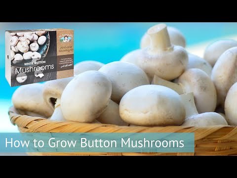 Mr Fothergill's - How To Grow Button Mushrooms