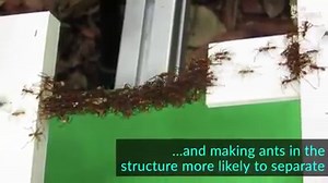 New Scientist on Reels