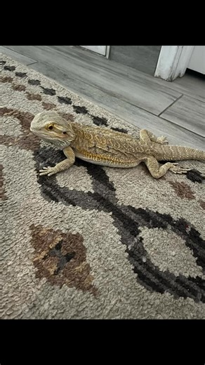 #fyp #foryoupage #dragon #lizard #pet