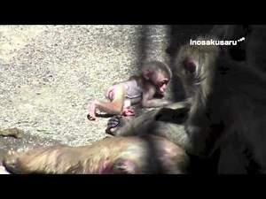 Poor baby monkey was beaten