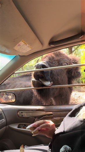 Unforgettable Animal Safari Experience on My Birthday