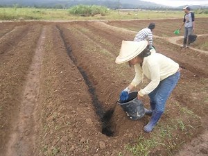 v8:Land Preparation for High Value Crops(total guide)