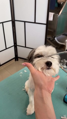 Fluffy Dog Makeover: Ultimate Bath & Grooming Transformation!