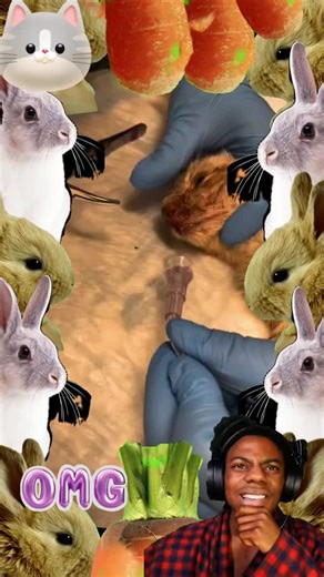 Understanding Dog Acne: Care Tips from Veterinarians