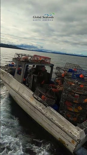 Dungeness Crab Fishermen Head to Shilshole Bay Marina | DJI Avata FPV