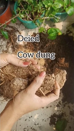 Rejuvenate old soil #reusesoil #make pottingmixture for summer #summer#vegetables#fertilizer #shorts