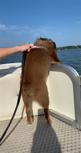 Discover the Joy of Australian Shepherd Puppies