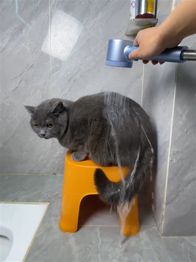 Cat Spa Day: Ultimate Relaxation for Your Feline Friend