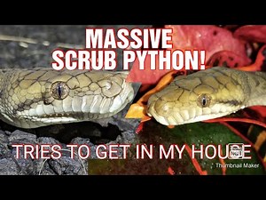 I FOUND A MASSIVE SCRUB PYTHON ON MY VERANDAH!