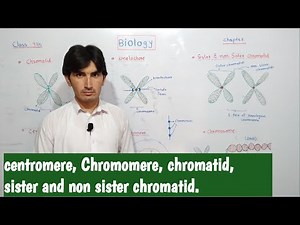 Centromere | Chromomere | Kinetochore | sister and non sister chromatid | etc class 9th cell cycle