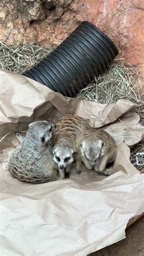 How Meerkats Train Their Young to Hunt Killers 🦂 #meerkat #animals #wildlifeentertainment #facts