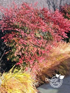 Pruning Nandina easily for Portland residential landscapes - Landscape Design In A Day