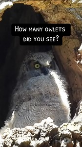 Owl camouflage IN THE NEST! How many baby owls did you think there was in the nest? #babyowls #owls #greathornedowls #cuteowl #OwlLovers #theeowlqueen #wildlifephotography #wildlifeplanet #birdlife | Thee Owl Queen