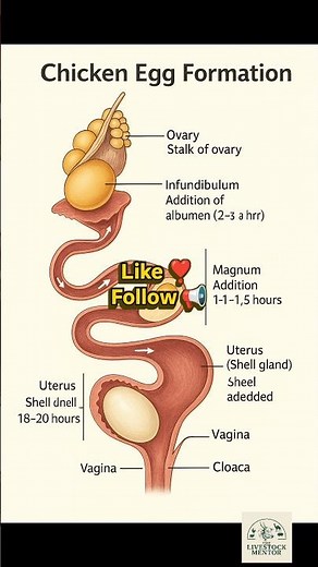 🥚Egg Formation in Poultry: Step-by-Step Inside the Hen’s Body🐔 #eggs #eggformation #ovulation #cari📢