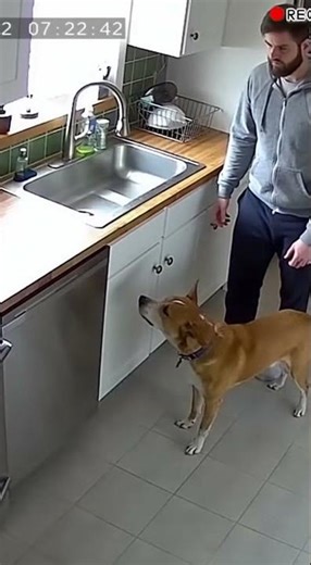 This Dog Started Growling at the Sink… Then This Happened #funny #viral #funnydog #pets