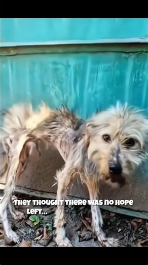 Stray Dog’s Amazing Transformation 🐶✨ #shorts #dogshorts