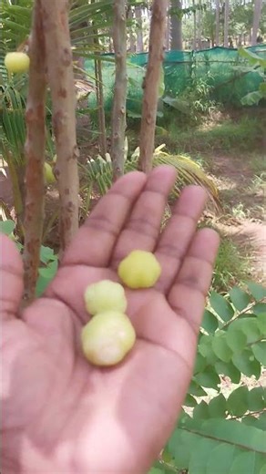 fresh fruits from our farm #plants #trending #naturalfarming #organicfarming #nature