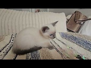 Elsie Blue Point Siamese kitten from Provenance Cats