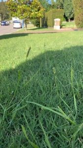 How To Get Rid Of Pigeon Grass From Your Couch Lawn - Lawn Green