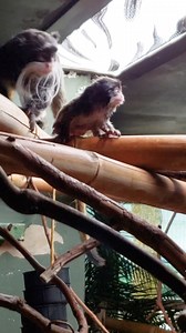 Animal Feature: Emperor Tamarin Here’s a fun throwback with our tamarin twins last year! The emperor tamarin is a small, highly social tree-dwelling monkey that lives in extended family groups. You can recognize them instantly by their unique, elongated white mustache contrasting against their dark gray fur! It is theorized that their mustaches help them recognize each other and communicate from large distances high in the tree tops by emphasizing their facial features. You can say hello and wat
