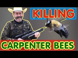 Kill 🐝🔫 Carpenter bees fast & easy. Stop these huge flying destroyers of wood and kill all newcomers