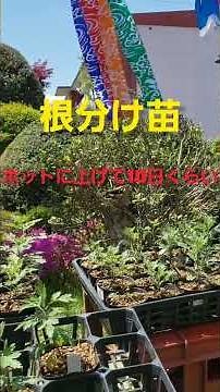 ドーム菊咲かせよう。