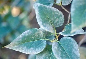 How to Get Rid of Powdery Mildew | Planet Natural