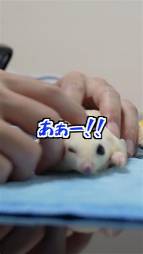 爪切り拒否モモンガ！爪切りラスト2本で限界突破！#フクロモモンガ#シュガーグライダー#エキゾチックアニマル
