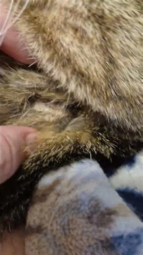 abscess wound on newly rescued cat that I named Rooster