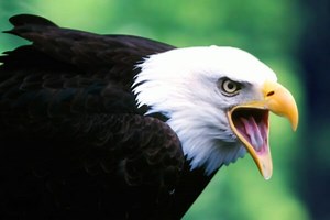 Cómo es el águila | Características de las águilas |