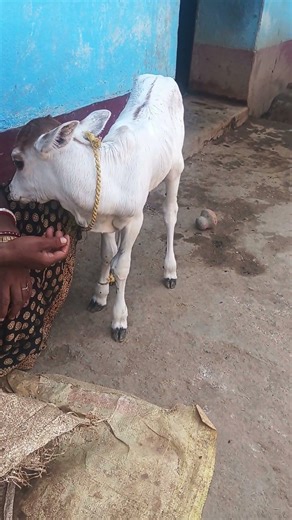 Krishna Radha Krishna hai mein kaun hai ham log kya bolate Hain 🙏🙏