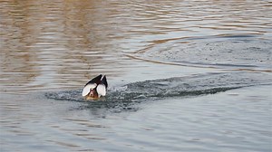 Pharaoh, Egypt, Cartoon